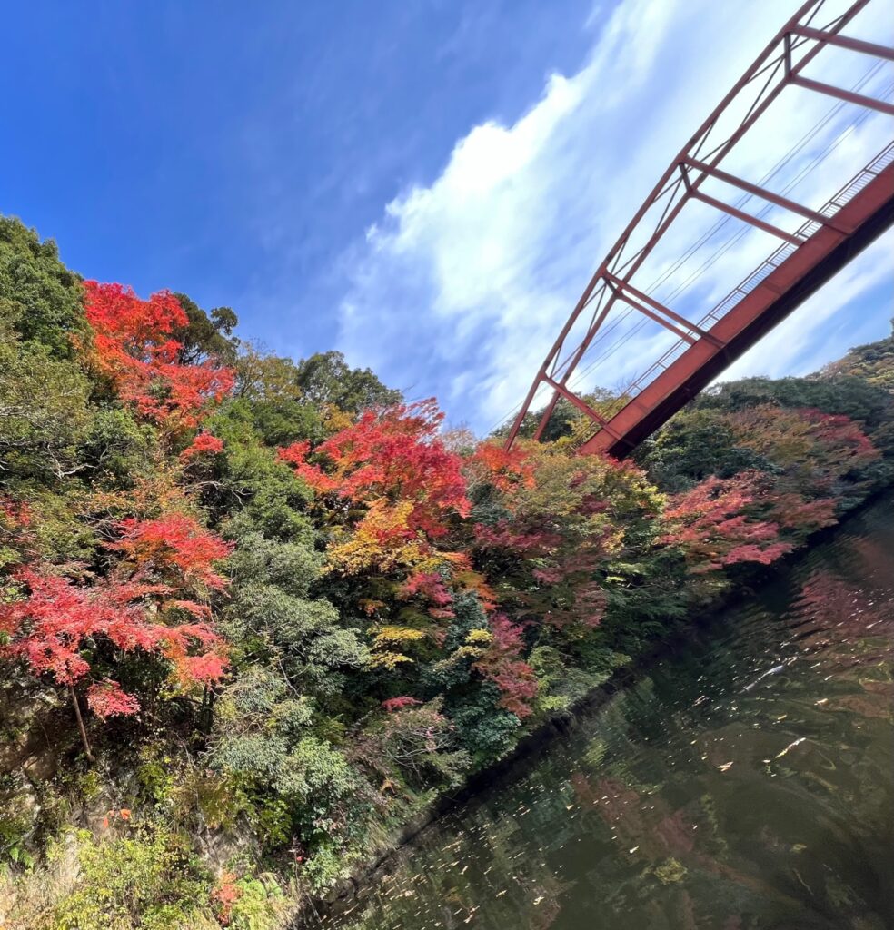 紅葉の季節です🍁🍂